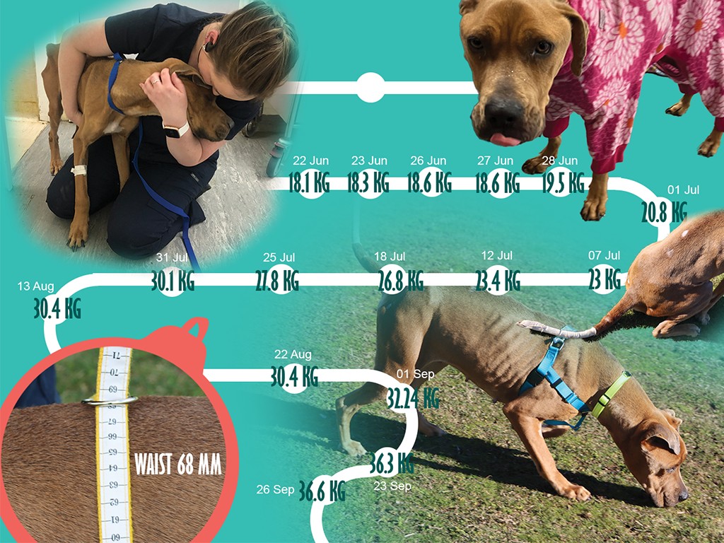 Mila's journey 2