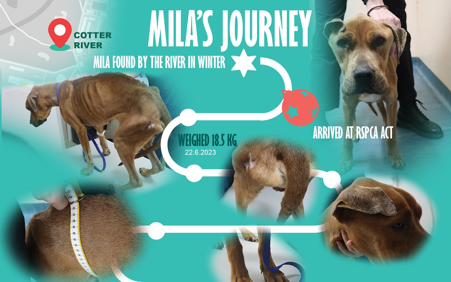 mila's journey 1